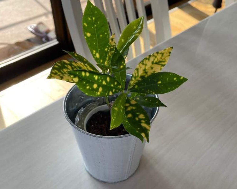 クロトン　育て方