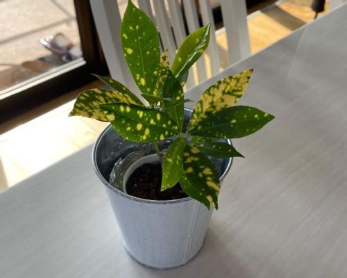 クロトンの育て方 季節ごとの水やりや挿し木 剪定の方法は Greensnap グリーンスナップ クロトンの育て方 季節ごとの水やりや挿し木 剪定の方法は Greensnap グリーンスナップ