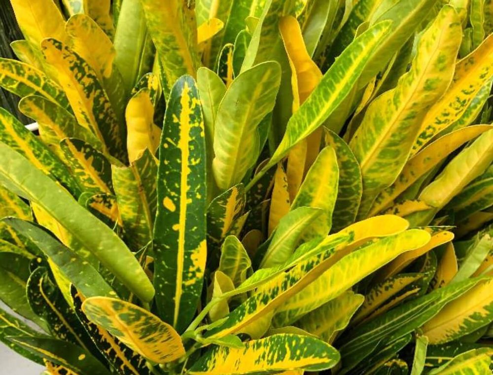 クロトン　育て方