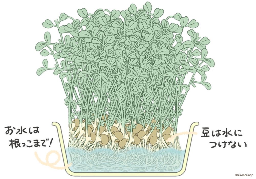 豆苗 水の量 イラスト