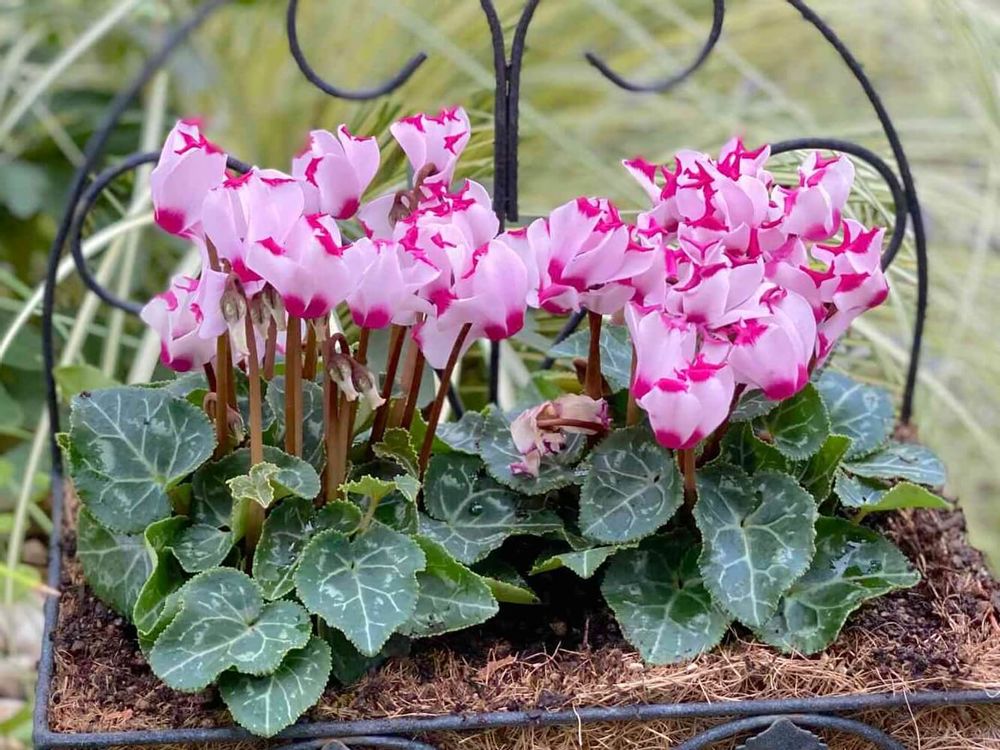 シクラメン メティス