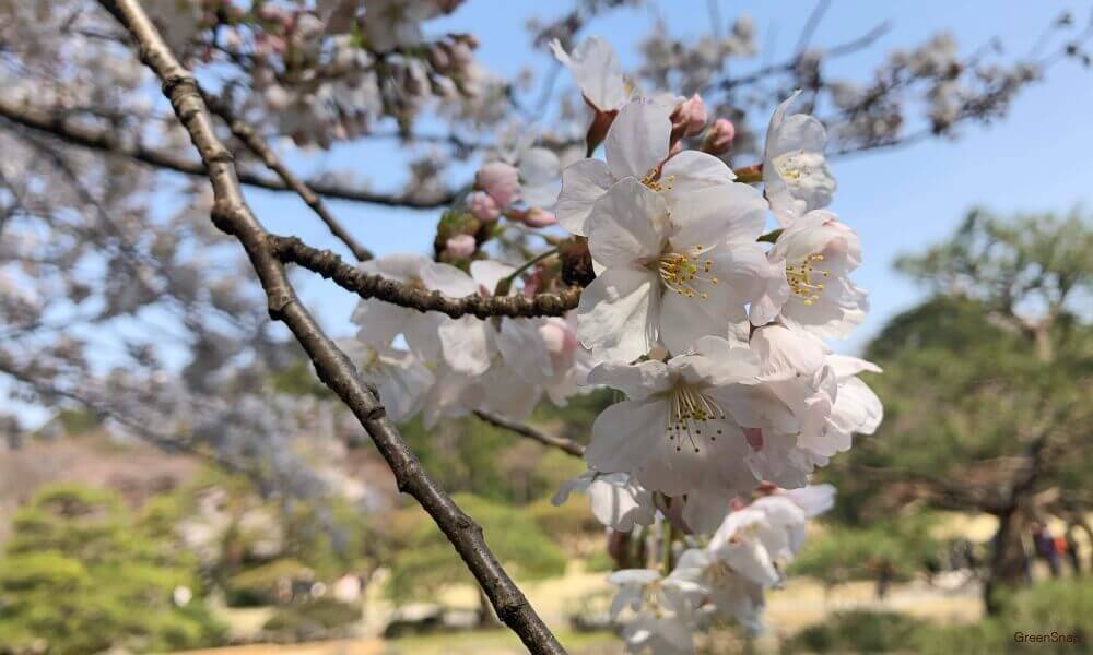 桜の種類 まとめ 早咲き桜の品種や ピンク色 モコモコの八重咲き品種は Greensnap グリーンスナップ