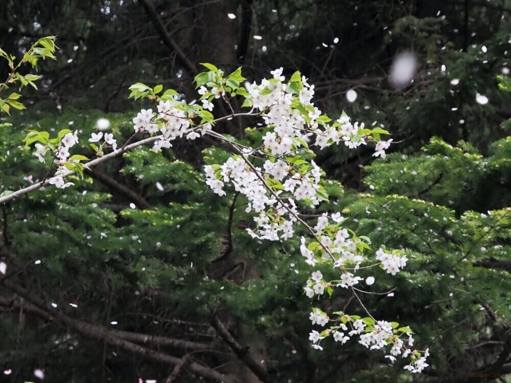 桜の種類 まとめ 早咲き桜の品種や ピンク色 モコモコの八重咲き品種は Greensnap グリーンスナップ