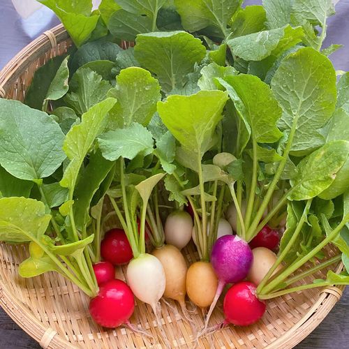 9月に植える野菜10選 プランターでも栽培できるおすすめの種類は Greensnap グリーンスナップ