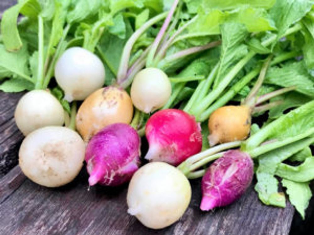 ラディッシュ カラフル