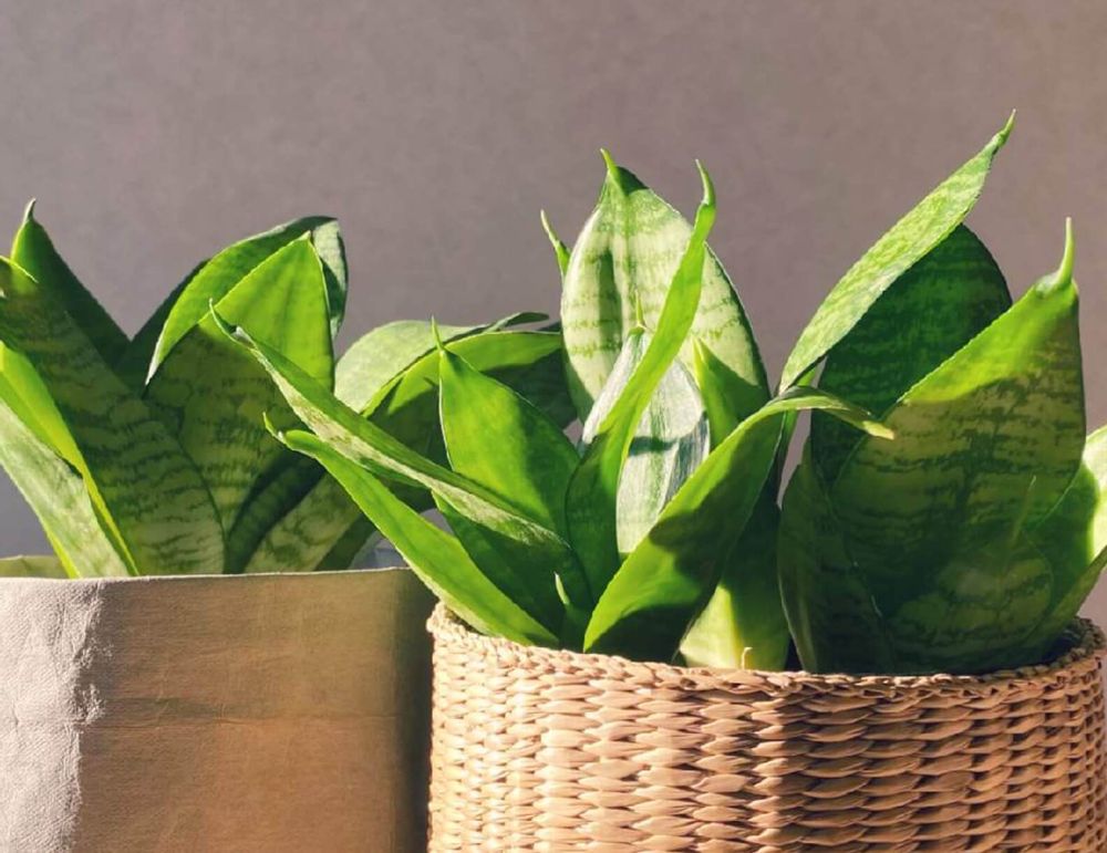 サンスベリア　トラノオ