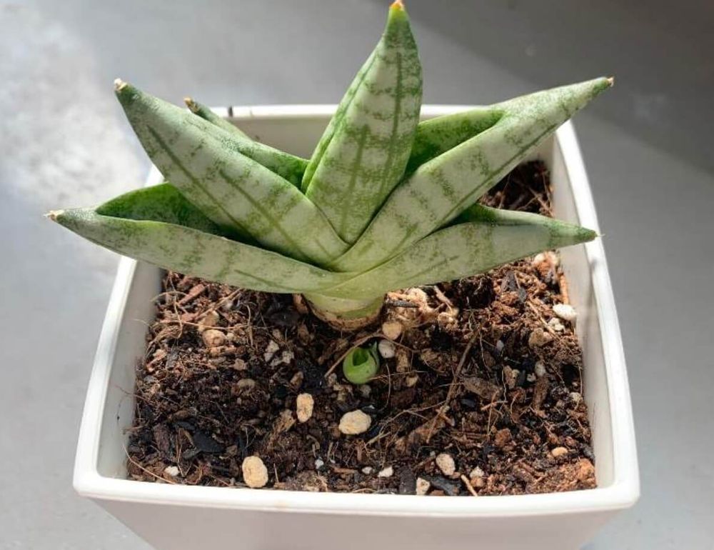 サンスベリア　トラノオ