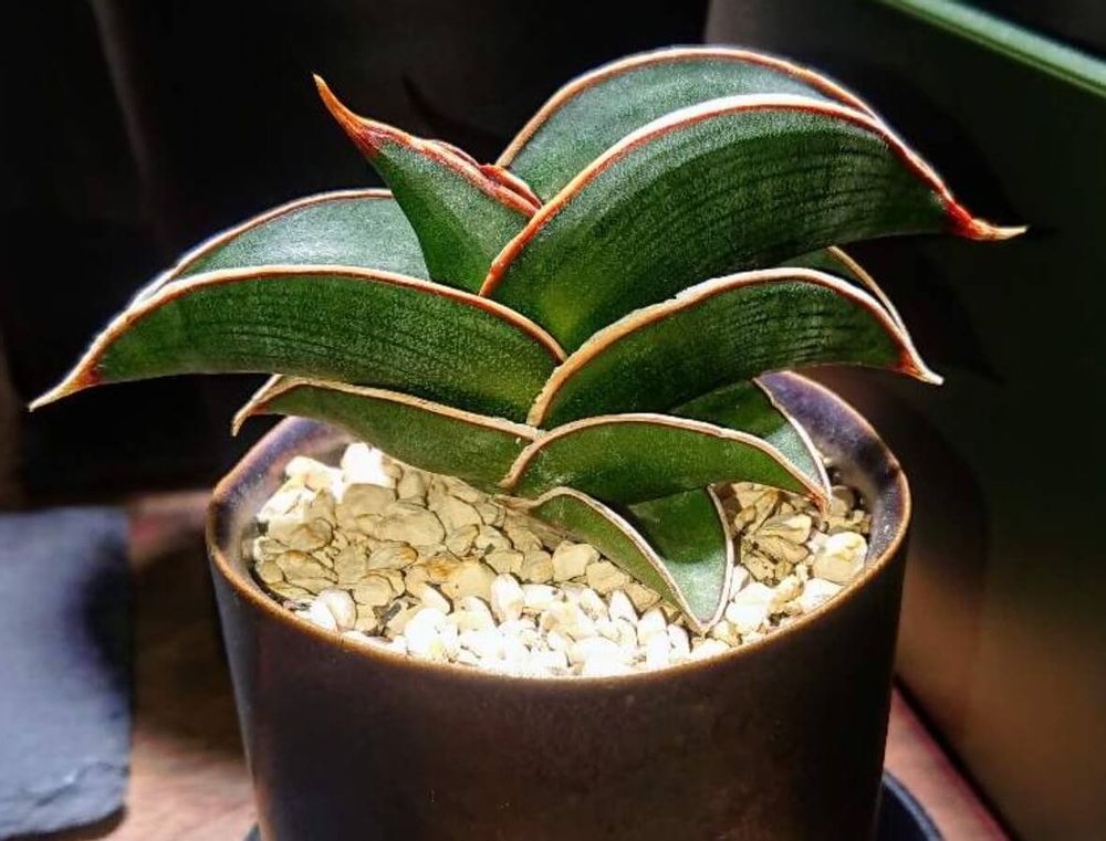 サンスベリア　ロリダ　トラノオ