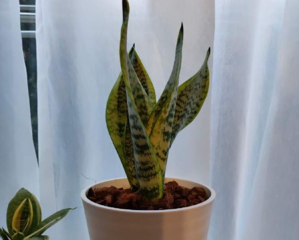 サンスベリア　トラノオ