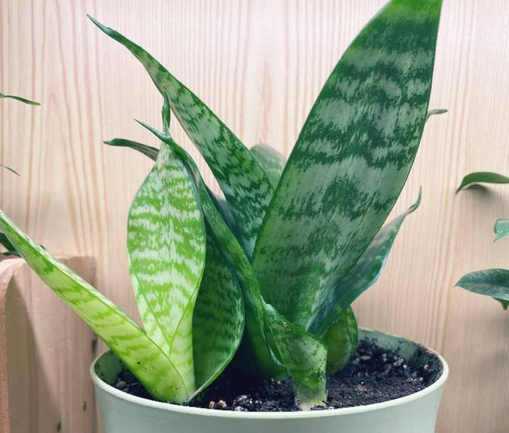 サンスベリア　トラノオ