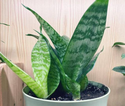 サンスベリア トラノオ が伸びすぎる原因と対策 倒れてきたらどうする Greensnap グリーンスナップ サンスベリア トラノオ が伸びすぎる原因と対策 倒れてきたらどうする Greensnap グリーンスナップ