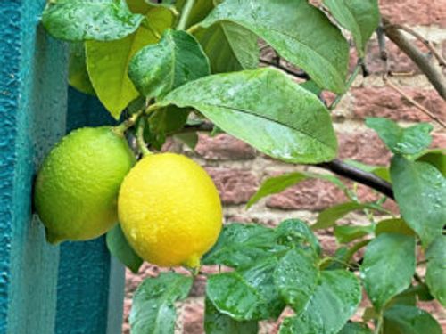 レモンの種類はどれくらい 品種ごとの味や特徴は Greensnap グリーンスナップ