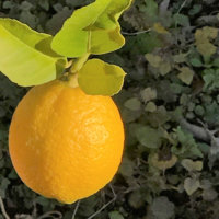 レモンの種類はどれくらい？品種ごとの味や特徴は？の画像