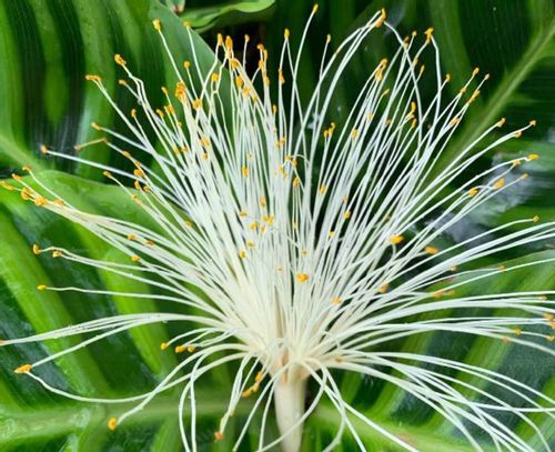 パキラの花を咲かせる方法は 種から育てる方法や採取できる時期は Greensnap グリーンスナップ