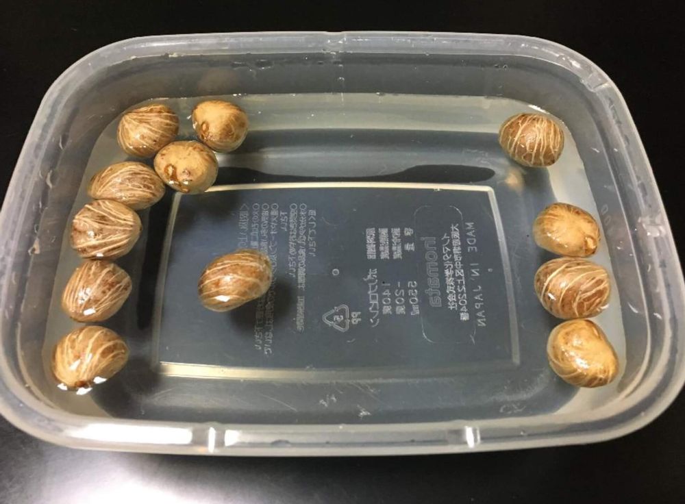 パキラ　水没調査　花