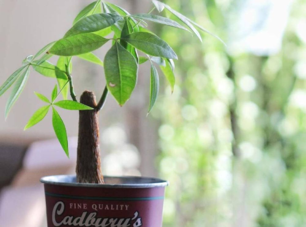 パキラ　葉焼け