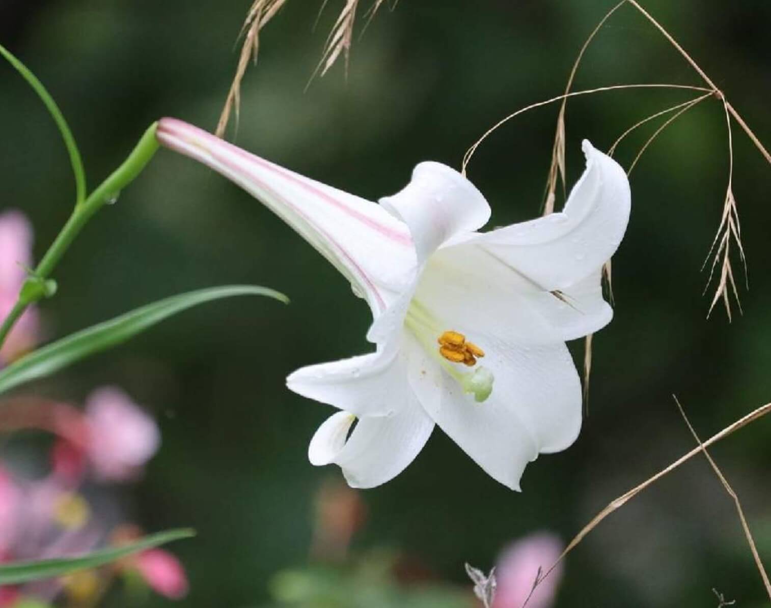 タカサゴユリ Www Vanwertfamilyphysicians Com