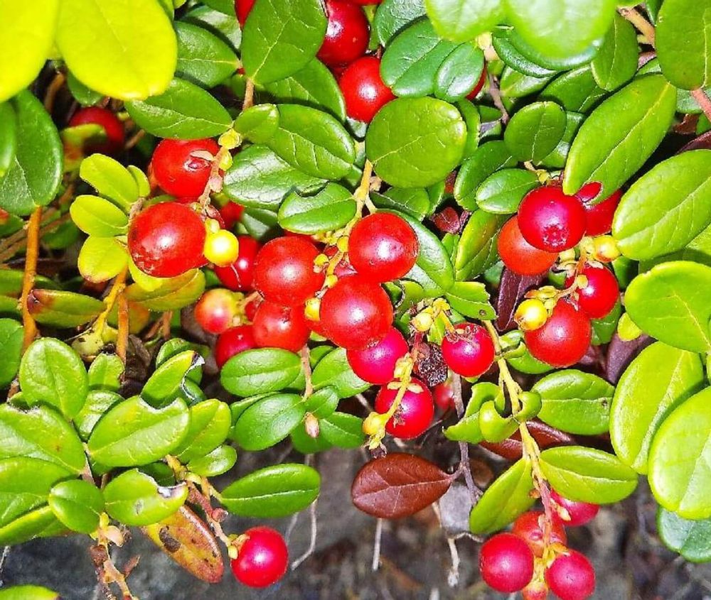 コケモモ　リンゴンベリー