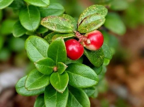 コケモモ リンゴンベリー の育て方 植え付けの時期や増やし方 花言葉は Greensnap グリーンスナップ