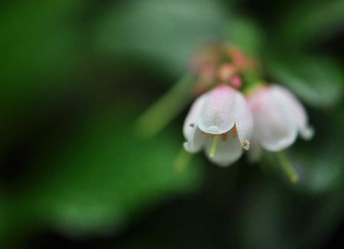コケモモ リンゴンベリー の育て方 植え付けの時期や増やし方 花言葉は Greensnap グリーンスナップ