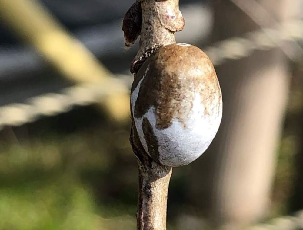 イラガ　駆除　繭