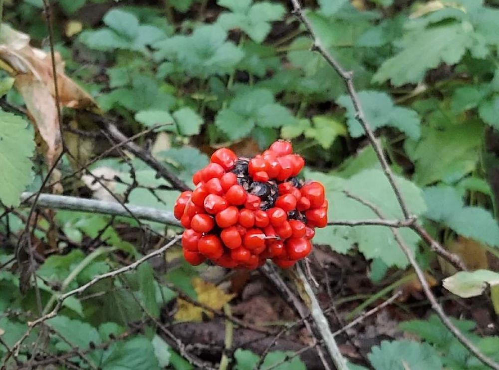 マムシグサ　実