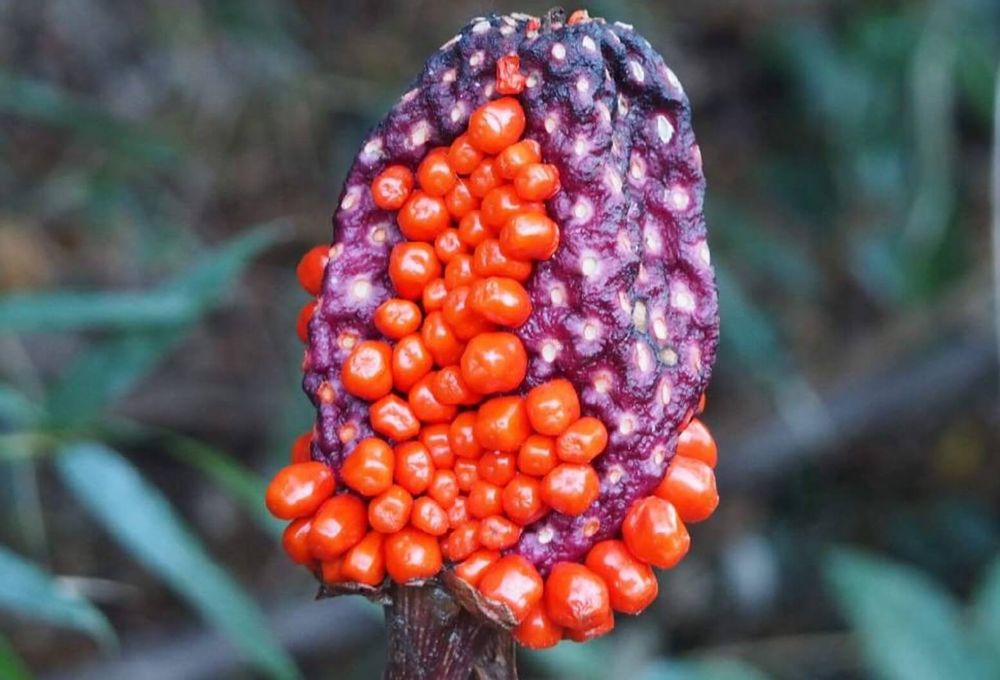 マムシグサ　実