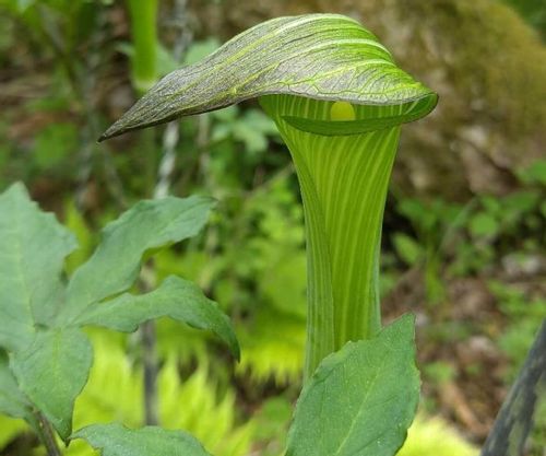 マムシグサの実は食べられる 毒があるって本当 Greensnap グリーンスナップ