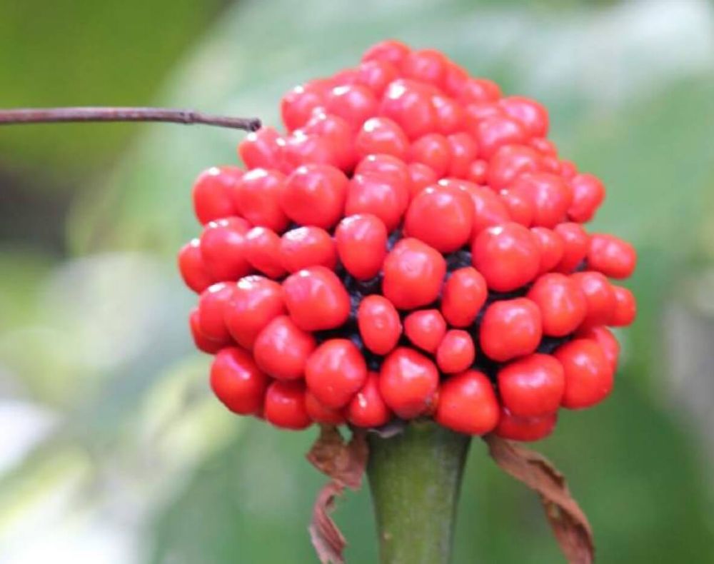 マムシグサ　実