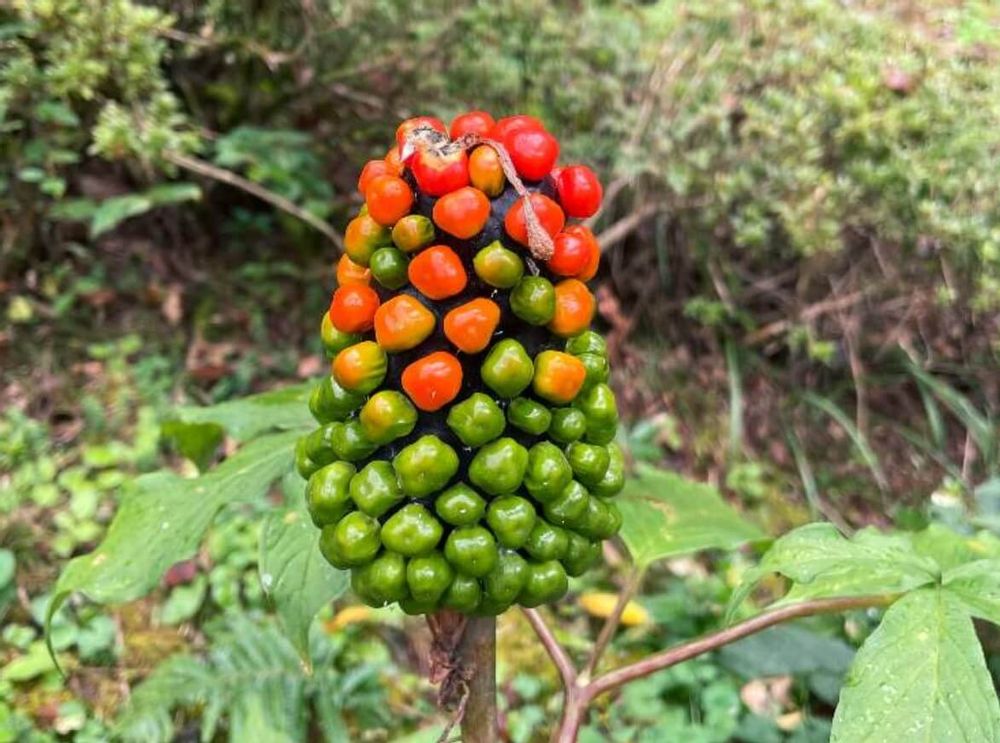 マムシグサ　実