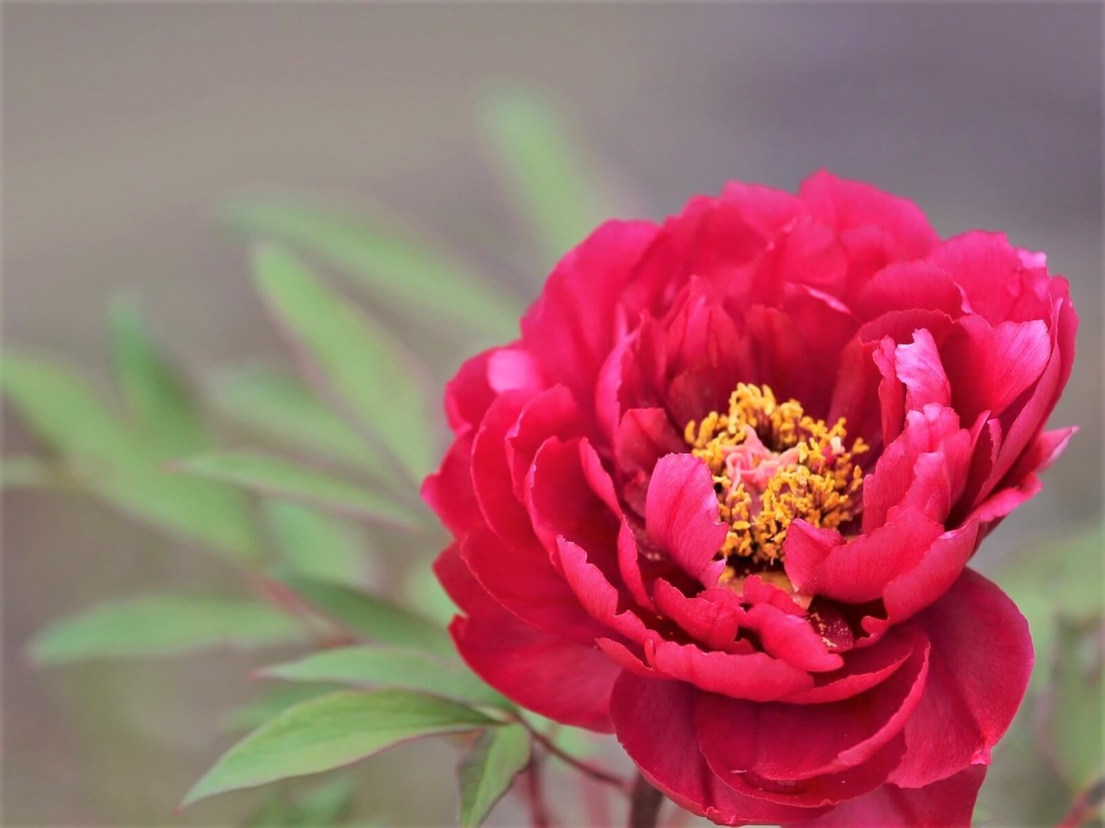 牡丹 ボタン の種類はどれくらい 品種ごとの花色や特徴は Greensnap グリーンスナップ