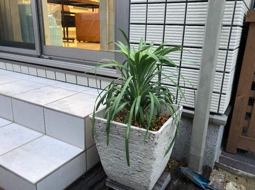 ユッカ 青年の木 の風水を意識したおすすめの置き場所は Greensnap グリーンスナップ ユッカ 青年の木 の風水を意識したおすすめの置き場所は Greensnap グリーンスナップ