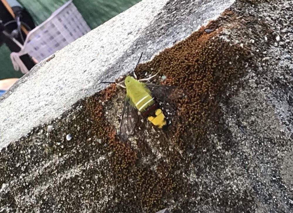 クチナシ　ガーデニア　害虫