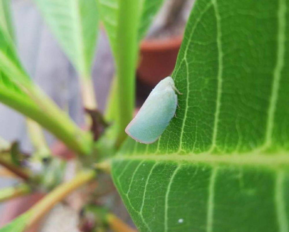 害虫　ガーデニア　クチナシ