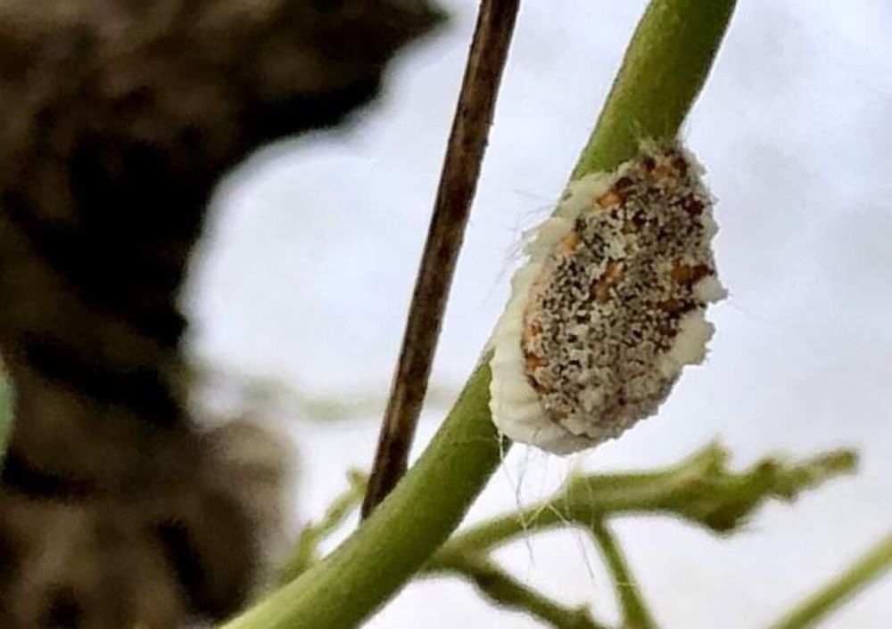 クチナシ　ガーデニア　害虫