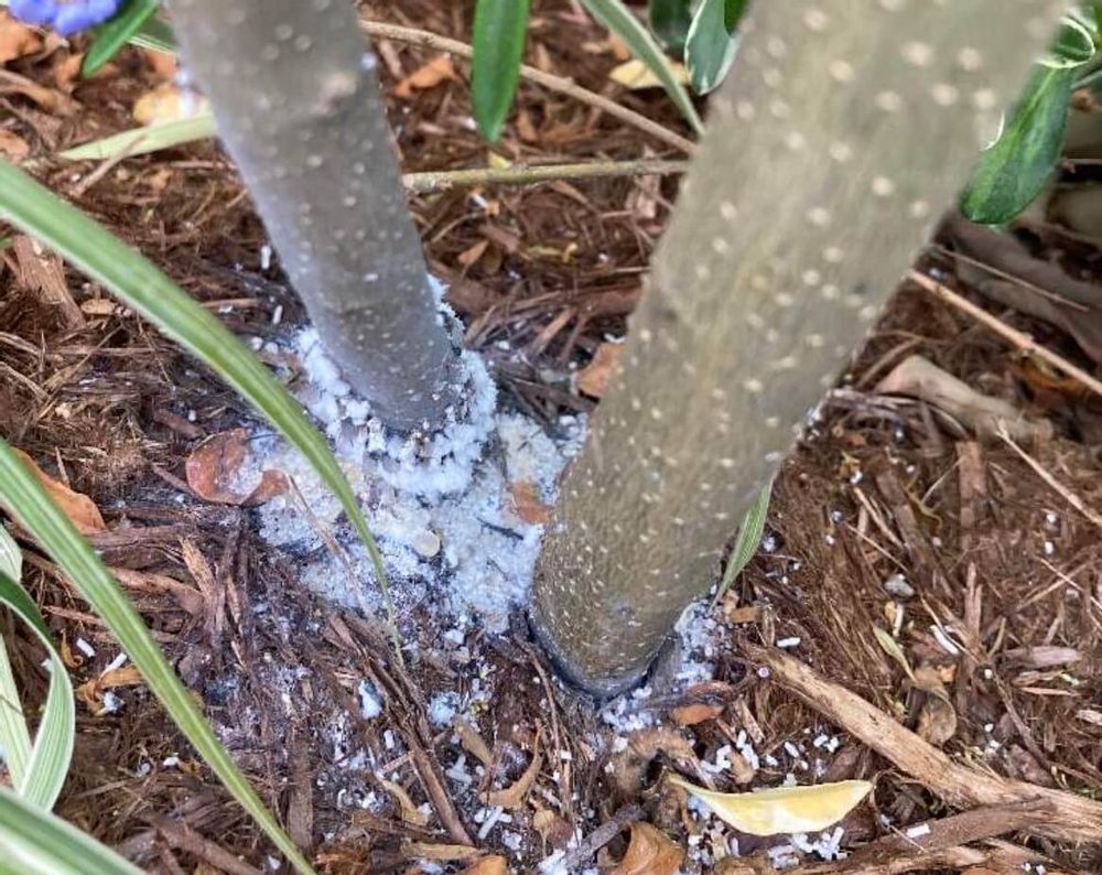 ガーデニア　クチナシ　害虫