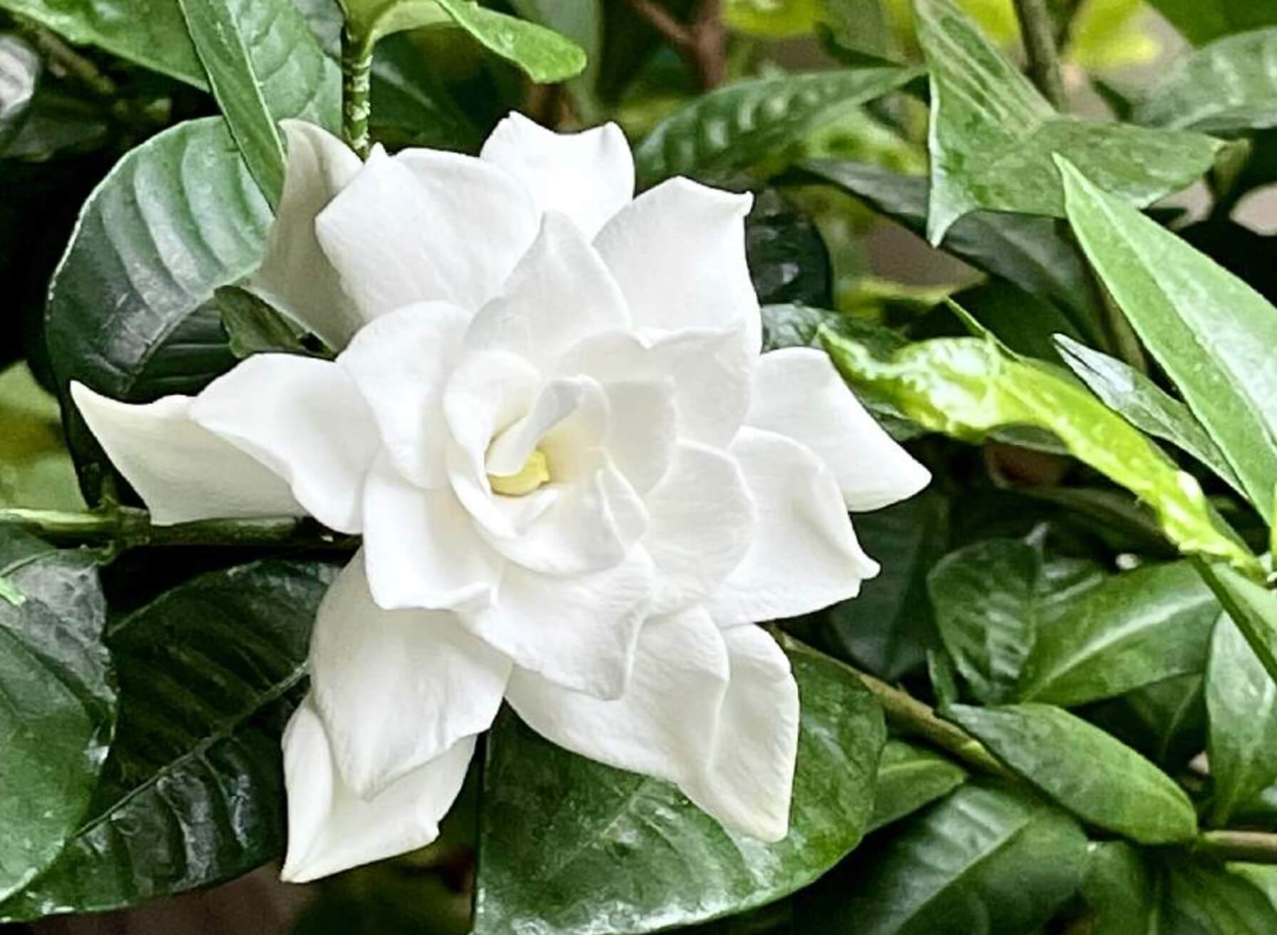 クチナシの害虫