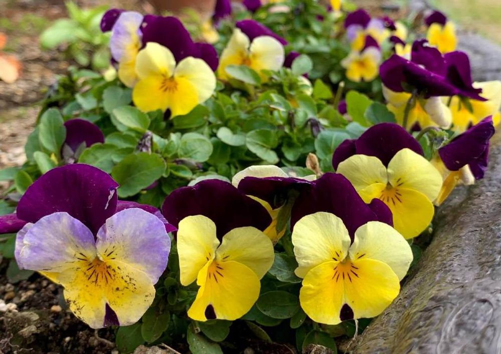 ラナンキュラス　寄せ植え