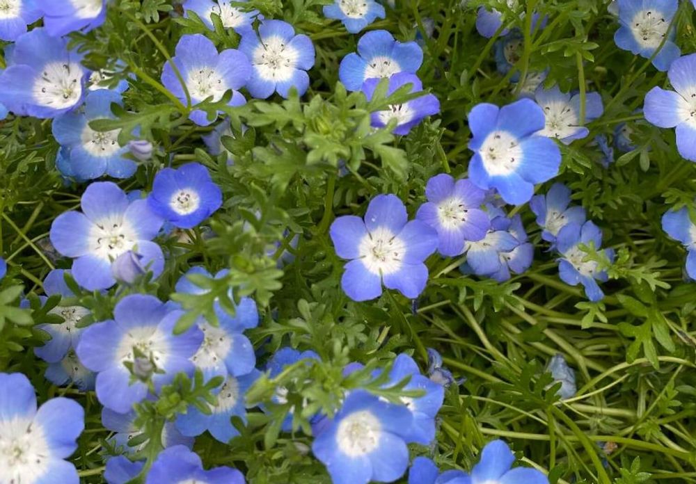 ラナンキュラス　寄せ植え