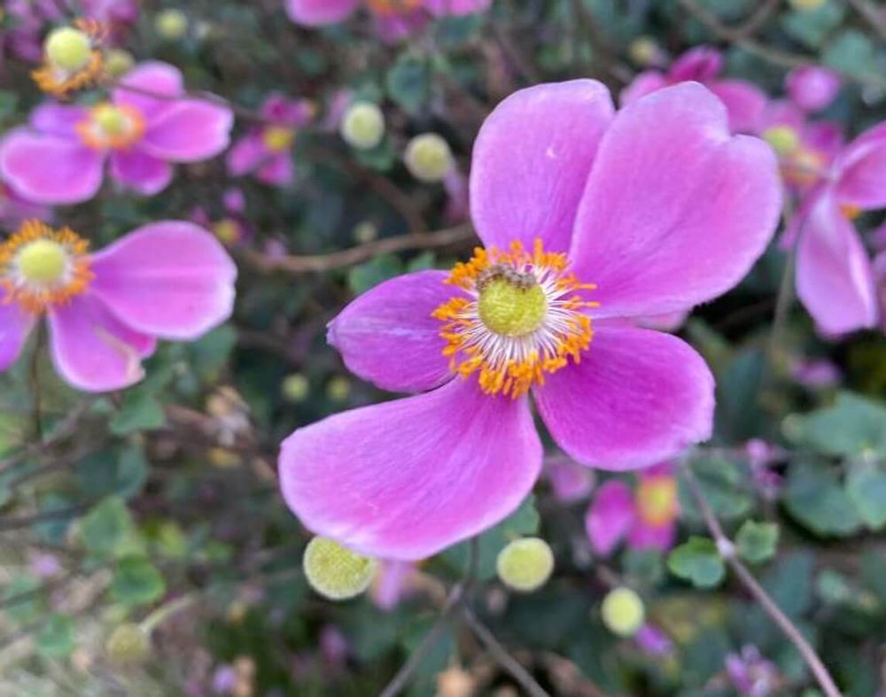 ヒューケラ　寄せ植え