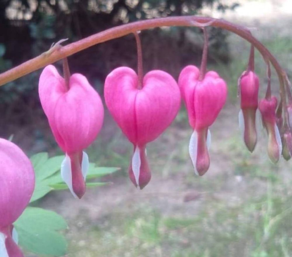 ヒューケラ　寄せ植え