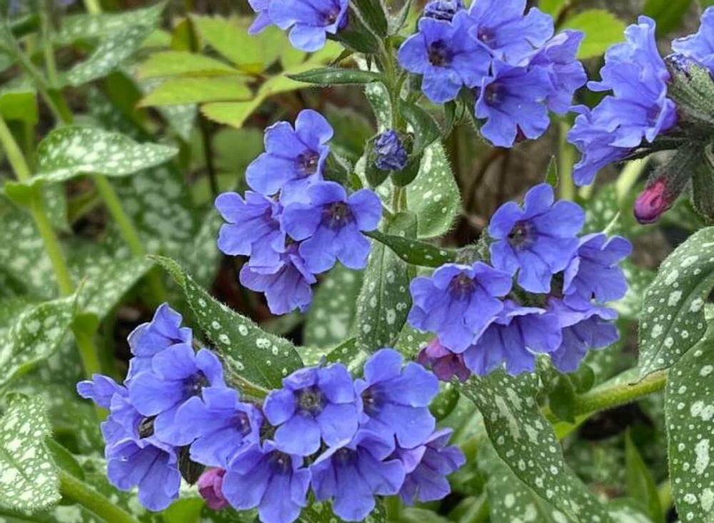 ヒューケラ　寄せ植え