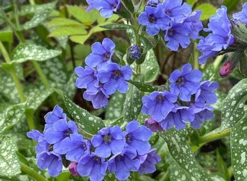 ヒューケラの寄せ植え 相性のよいおすすめの植物は Greensnap グリーンスナップ