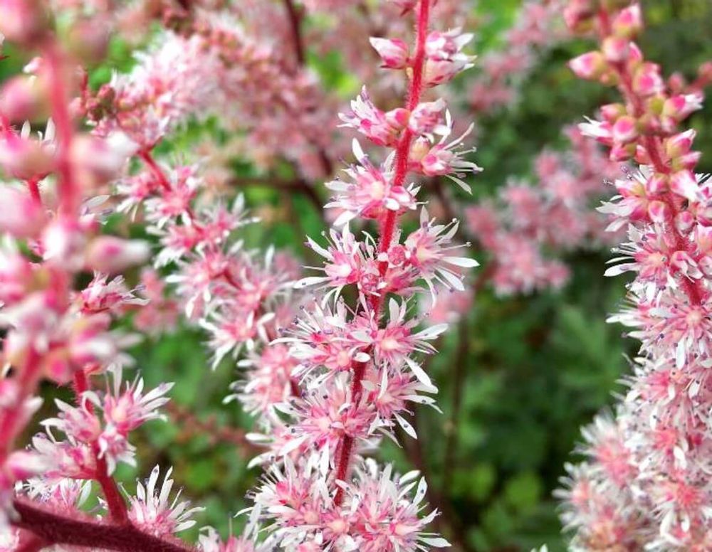 ヒューケラ　寄せ植え
