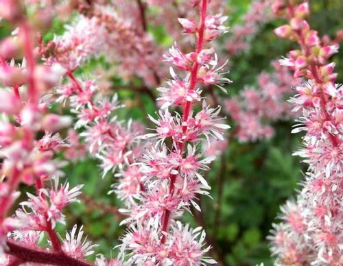 ヒューケラの寄せ植え 相性のよいおすすめの植物は Greensnap グリーンスナップ