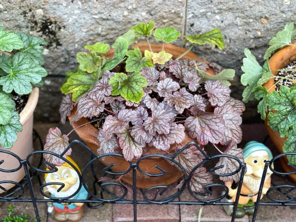 ヒューケラ　寄せ植え