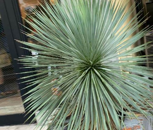 ユッカ ロストラータ 地植え 4年越し ねむる 