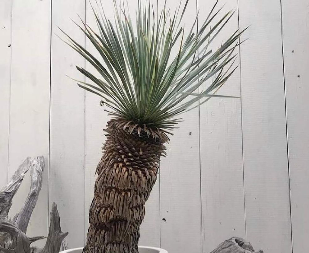 ユッカ・ロストラータ