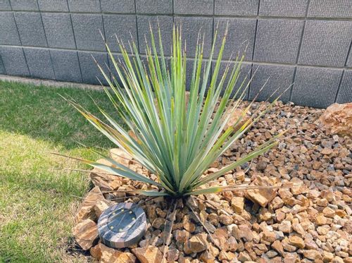 ユッカ ロストラータ 地植え 4年越し 著しく 