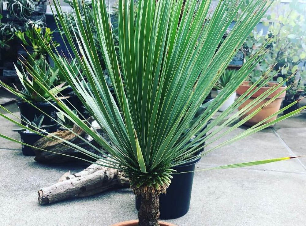 ユッカ・ロストラータ